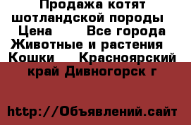 Продажа котят шотландской породы › Цена ­ - - Все города Животные и растения » Кошки   . Красноярский край,Дивногорск г.